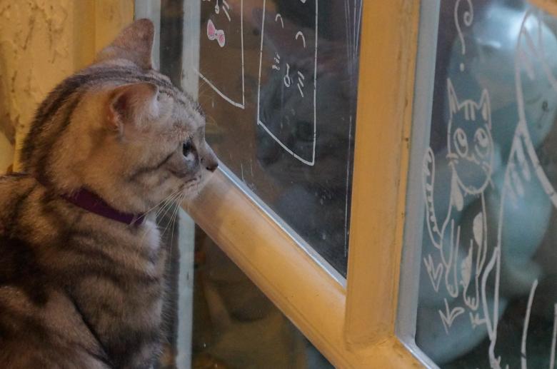 Free stock image of Beautiful cat created by Hedwig Pinguinalité