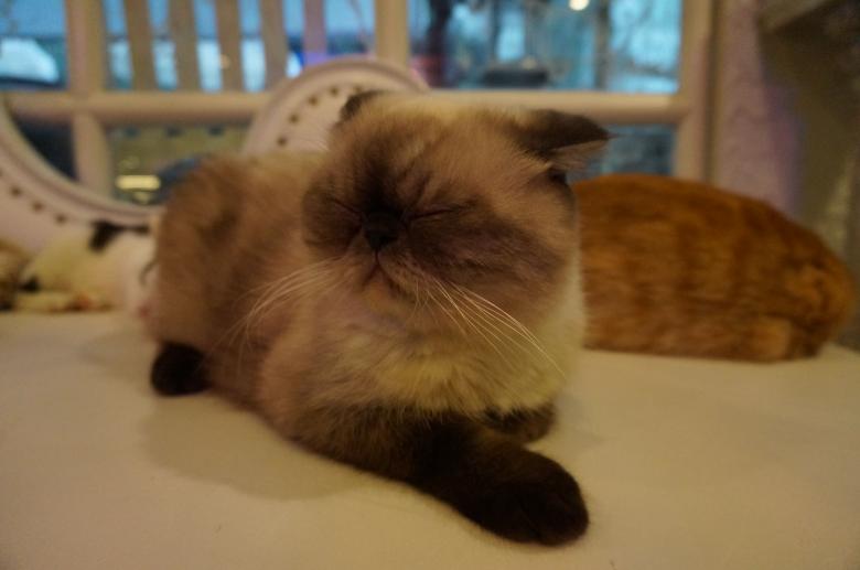 Free stock image of Beautiful cat created by Hedwig Pinguinalité