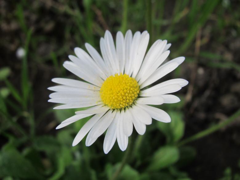 Free stock image of White Daisy flower created by Boris Kyurkchiev