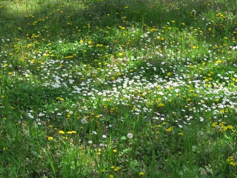 Free stock image of Spring flowers created by Boris Kyurkchiev