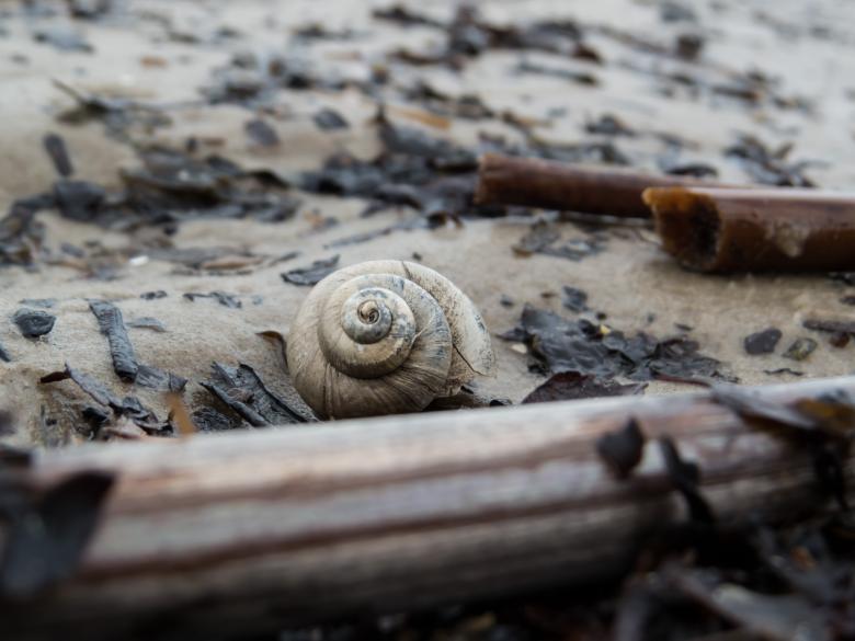 Free stock image of Sea snail created by Janis Urtans