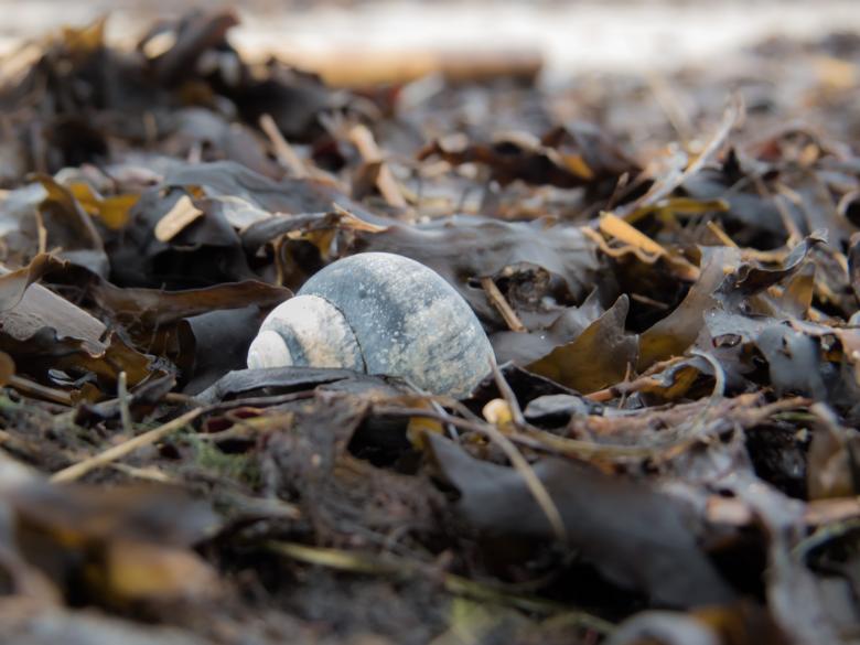 Free stock image of Sea snail created by Janis Urtans