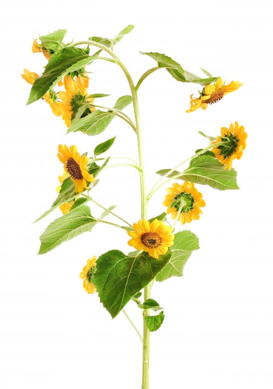 Free stock image of Sunflower created by 2happy