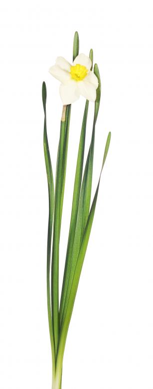 Free stock image of Flower created by 2happy