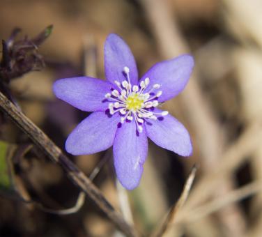 Flower - Free Stock Photo