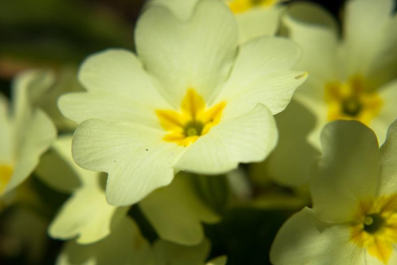 Free stock image of Primrose flower created by Alen