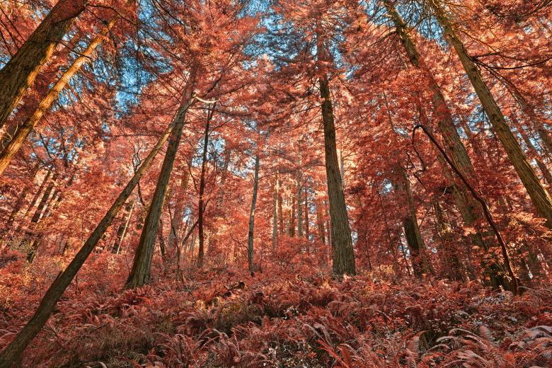 Free stock image of Muir Woods - Salmon Pink HDR created by Nicolas Raymond