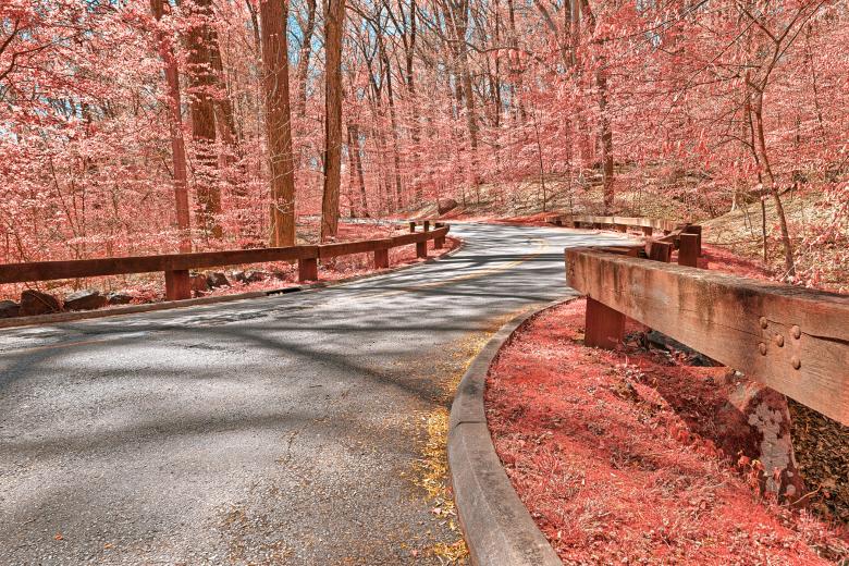 Free stock image of Opalescent Forest Road - HDR created by Nicolas Raymond