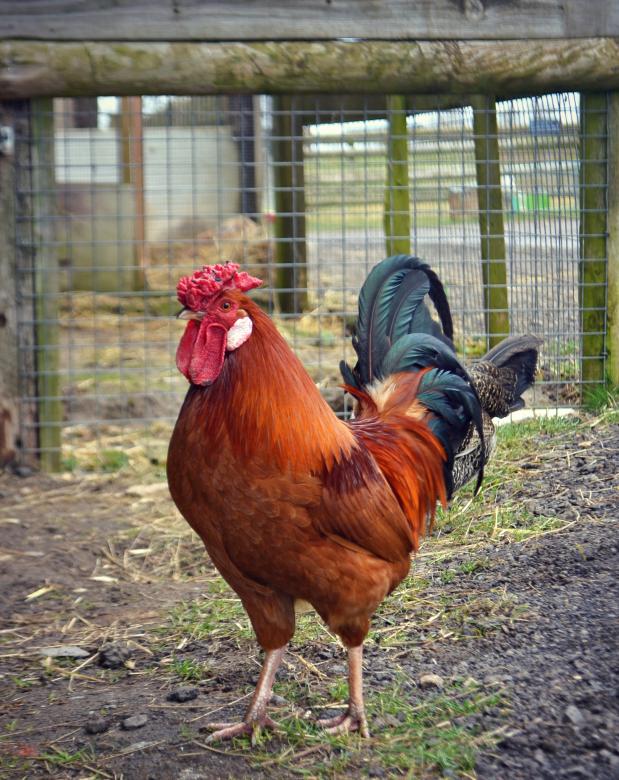 Free stock image of Cock created by Kate Towers 