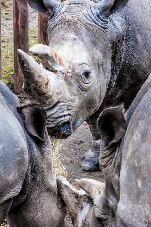 Free stock image of Rhinoceros in a zoo created by Luka