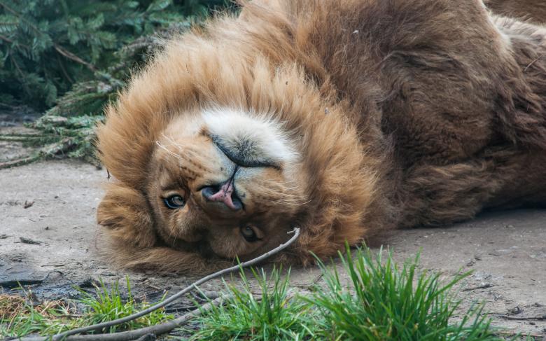 Free stock image of Lion lying down created by Luka