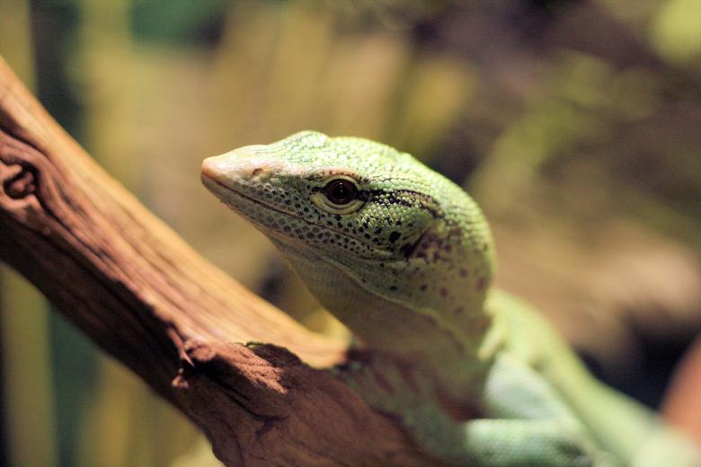 Free stock image of Lizard created by Geoff Dallimore