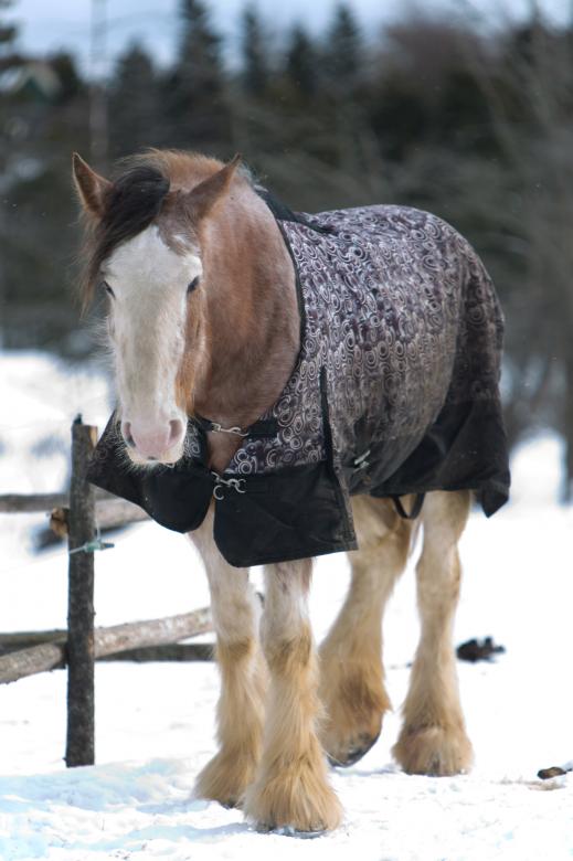 Free stock image of Horse in the snow created by Geoffrey Whiteway