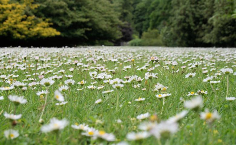 Free stock image of Daisy Field created by Geoff Dallimore