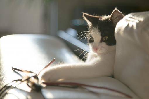 Playing kitty - Free Stock Photo