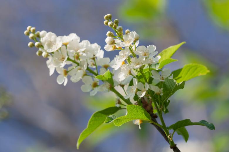 Free stock image of spring flowers  created by 2happy
