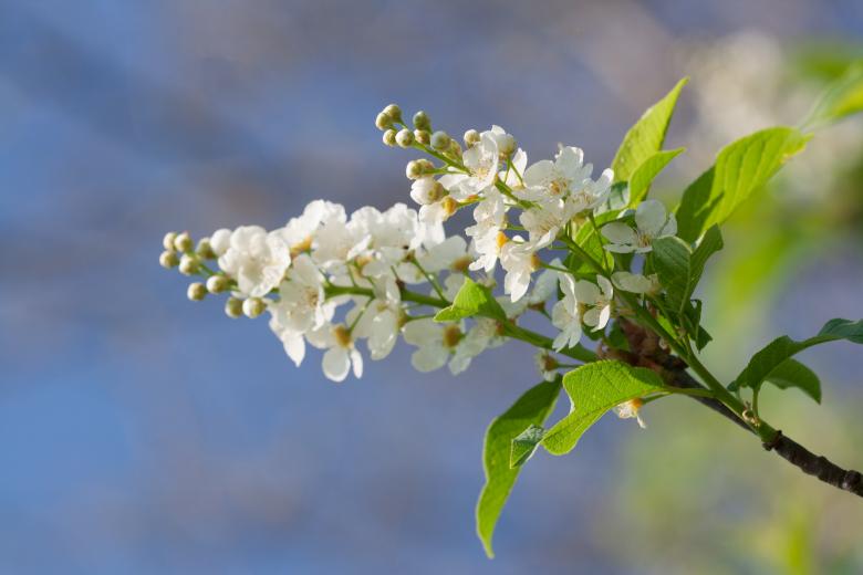 Free stock image of spring flowers  created by 2happy