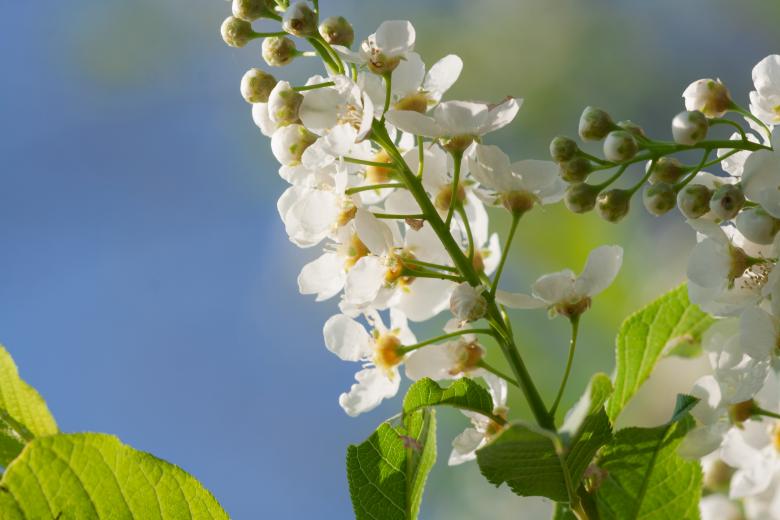 Free stock image of spring flowers  created by 2happy
