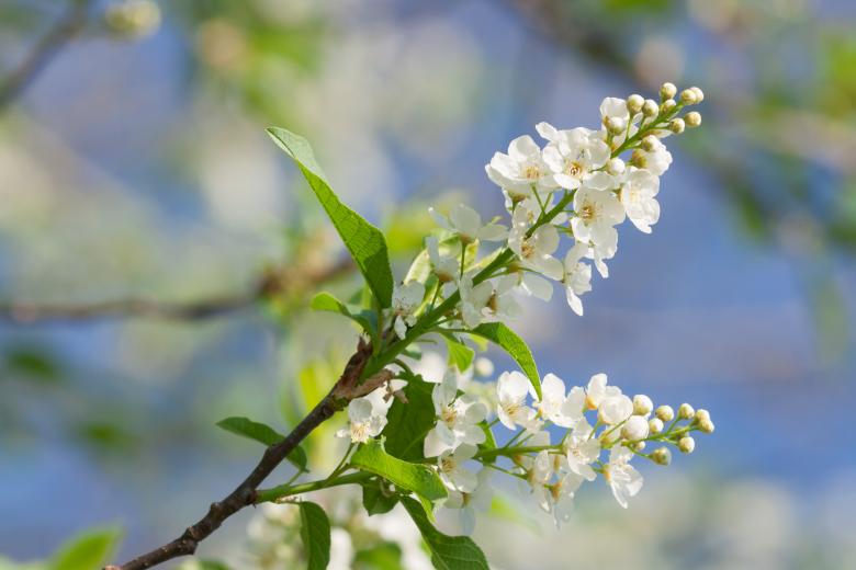 Free stock image of spring flowers  created by 2happy