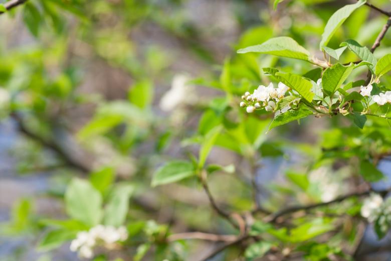 Free stock image of spring flowers  created by 2happy
