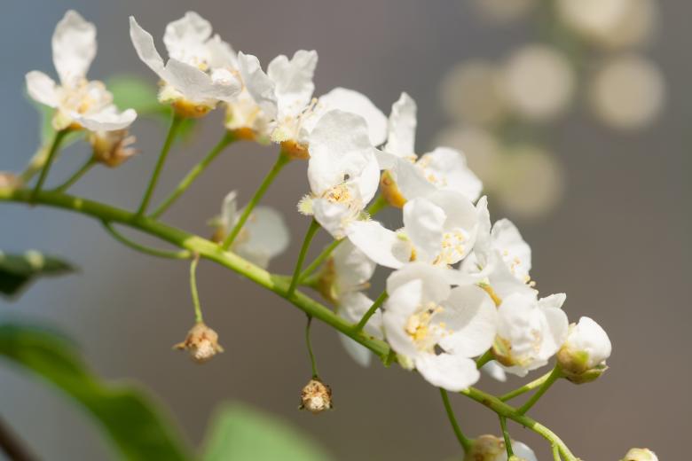 Free stock image of spring flowers  created by 2happy