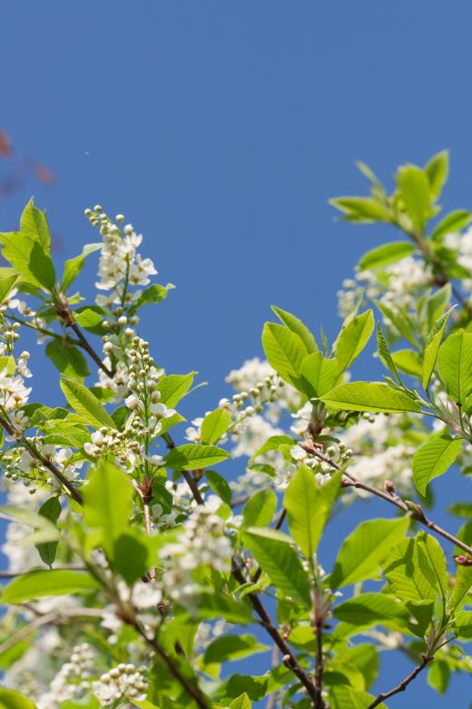 Free stock image of spring flowers  created by 2happy