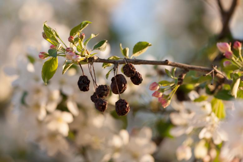 Free stock image of spring flowers  created by 2happy