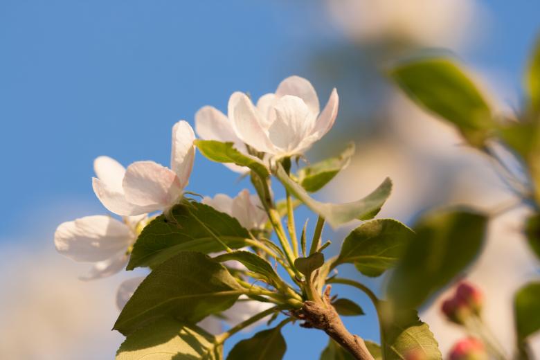 Free stock image of spring flowers  created by 2happy