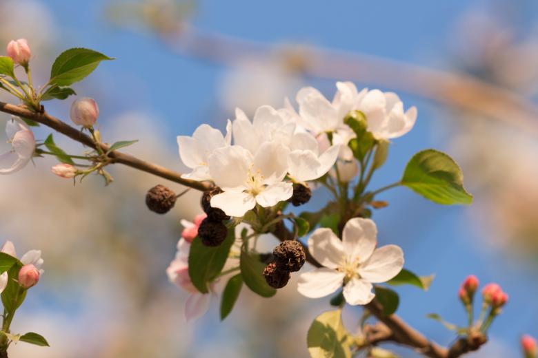 Free stock image of spring flowers  created by 2happy