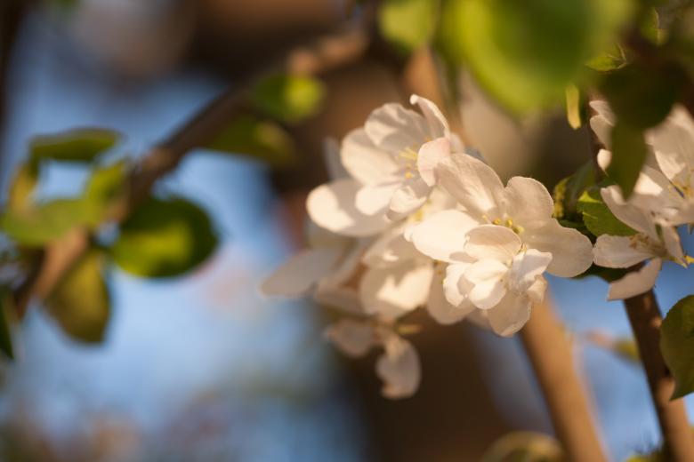 Free stock image of spring flowers  created by 2happy