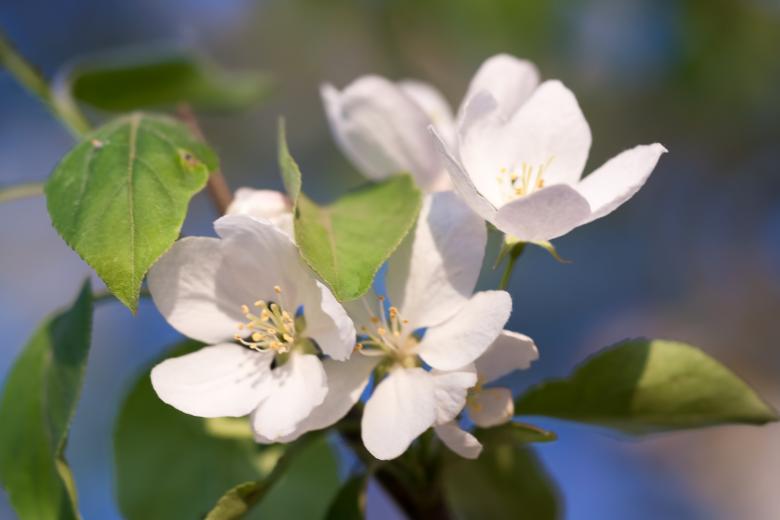 Free stock image of spring flowers  created by 2happy