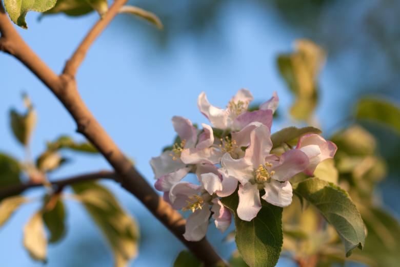 Free stock image of spring flowers  created by 2happy