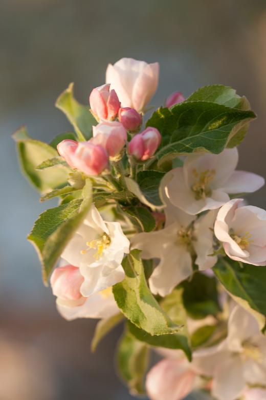 Free stock image of spring flowers  created by 2happy
