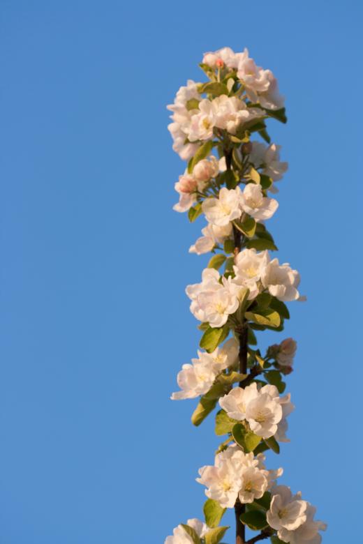 Free stock image of spring flowers  created by 2happy