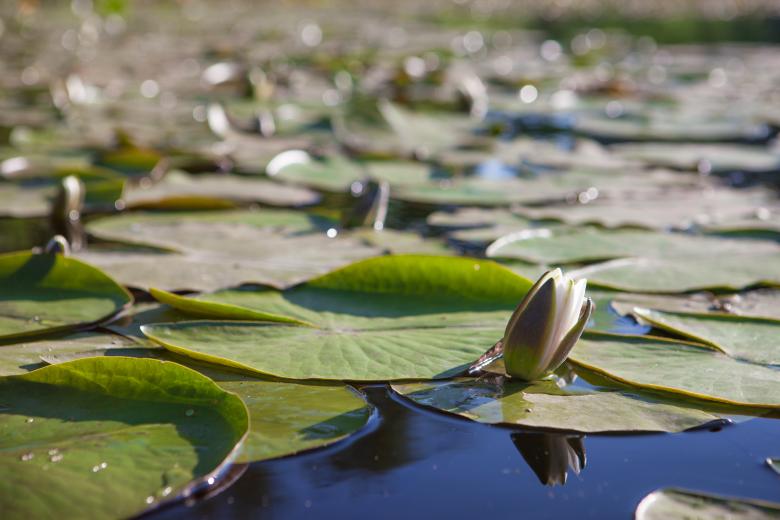 Free stock image of lilies  created by 2happy