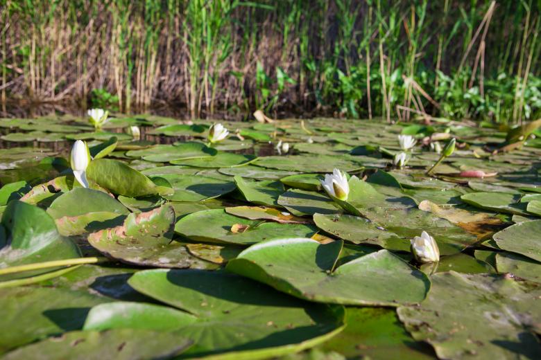 Free stock image of lilies  created by 2happy