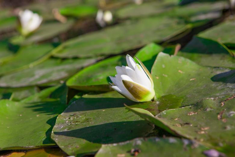 Free stock image of lily  created by 2happy