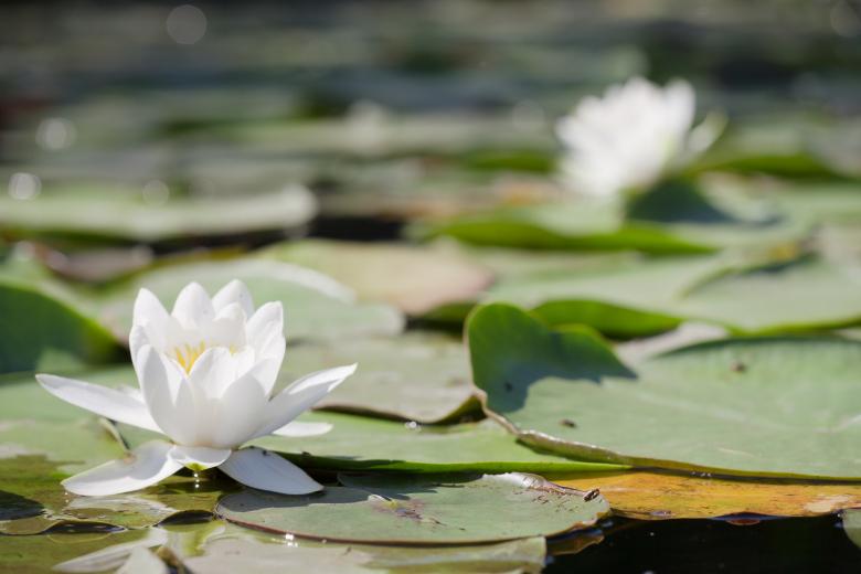 Free stock image of lily  created by 2happy