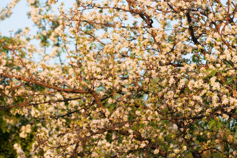 Free stock image of Flowers created by 2happy