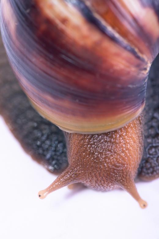 Free stock image of Snail created by 2happy