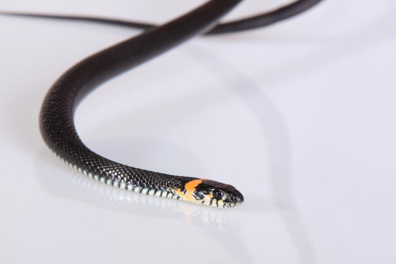 Free stock image of Snake created by 2happy