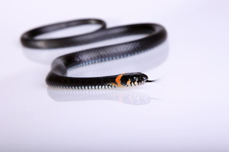Free stock image of Snake created by 2happy