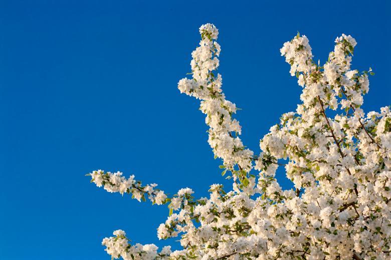 Free stock image of flowers created by 2happy