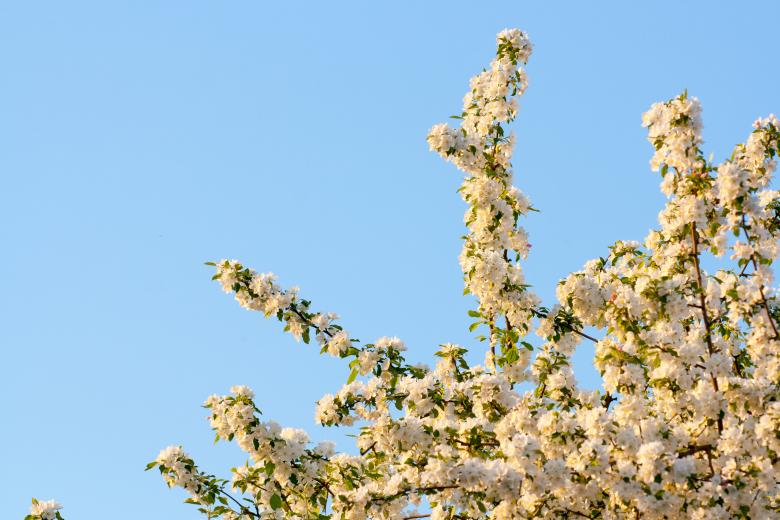 Free stock image of flowers created by 2happy