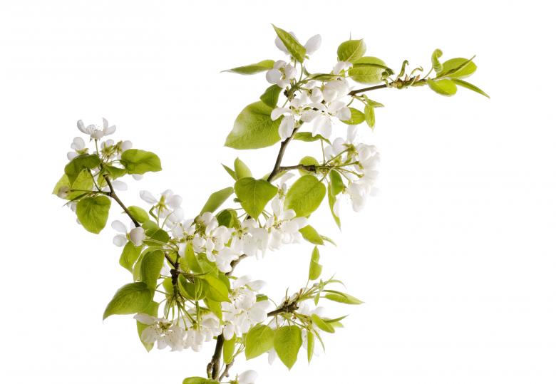 Free stock image of flowers created by 2happy