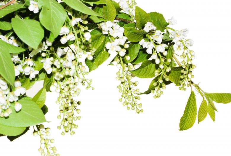 Free stock image of flowers created by 2happy