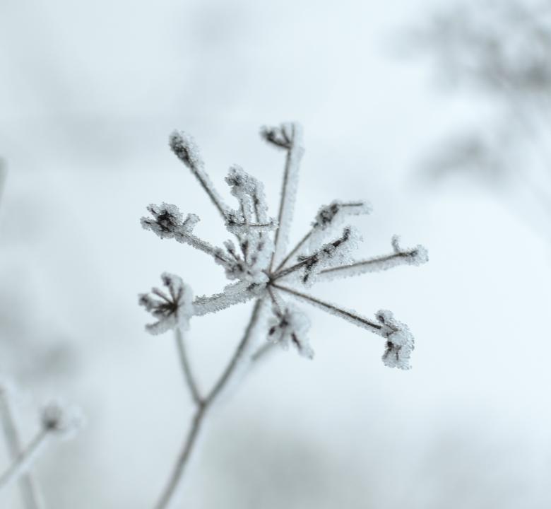 Free stock image of Frosty Twigs created by Kate Towers 