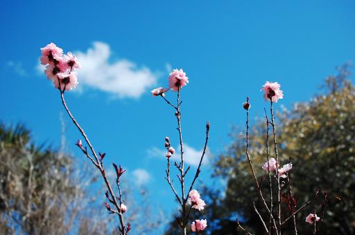 Pink Cherry Blossom Stalks - Free Stock Photo