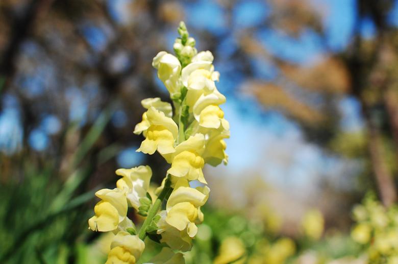 Free stock image of Beautiful Yellow Flower created by Sriratana Sutasirisap