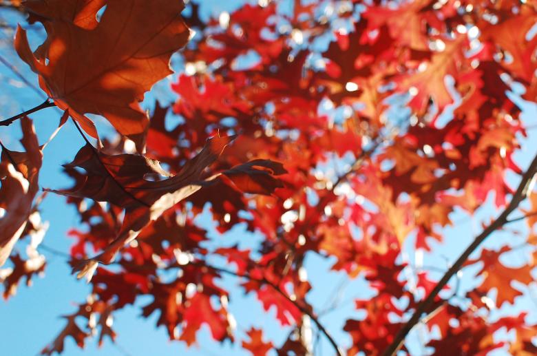 Free stock image of Maple Leaves over blue sky created by Sriratana Sutasirisap